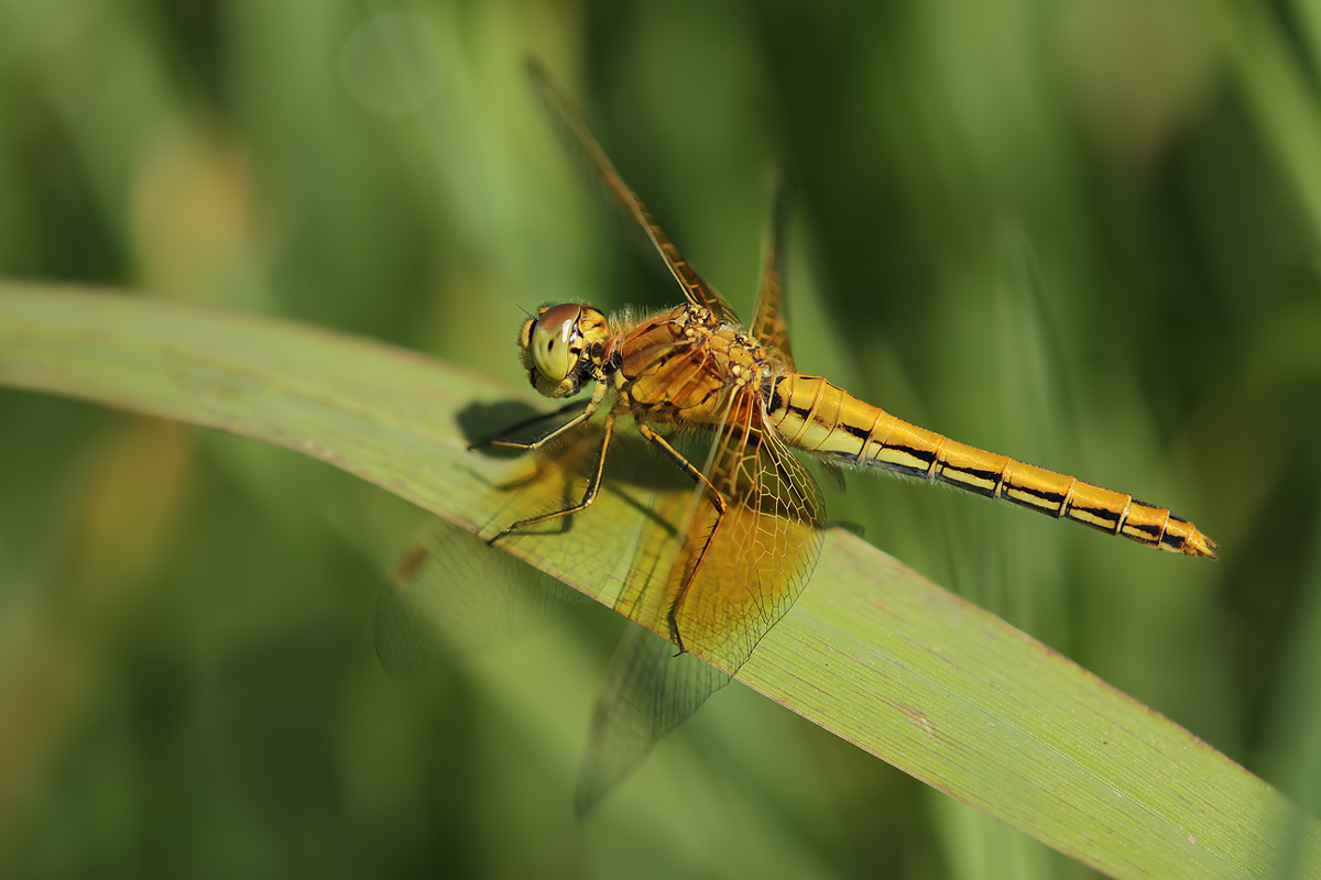 Sympetrum_flaveolum_w_IMG_2246_1200.jpg