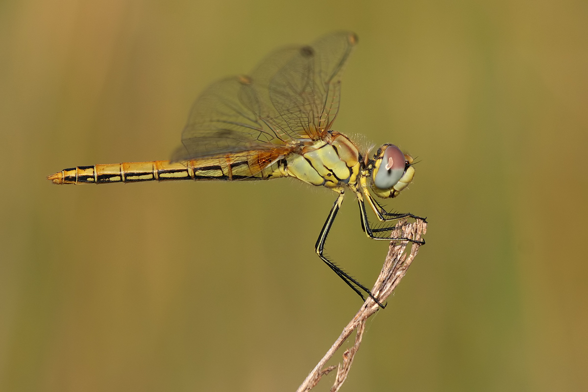 Sympetrum_fonscolombii_w_jung_IMG_5392.jpg