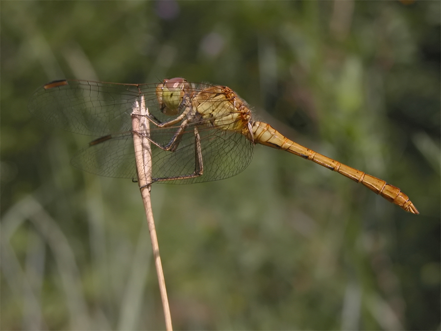 sympetrum_meridionale_2_141.jpg