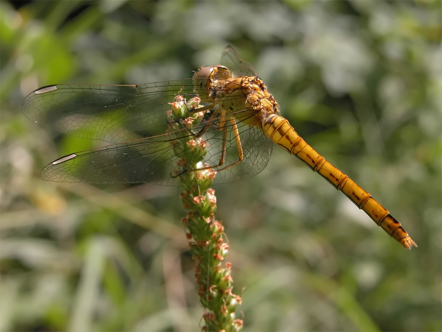 sympetrum_meridionale_3_213.jpg