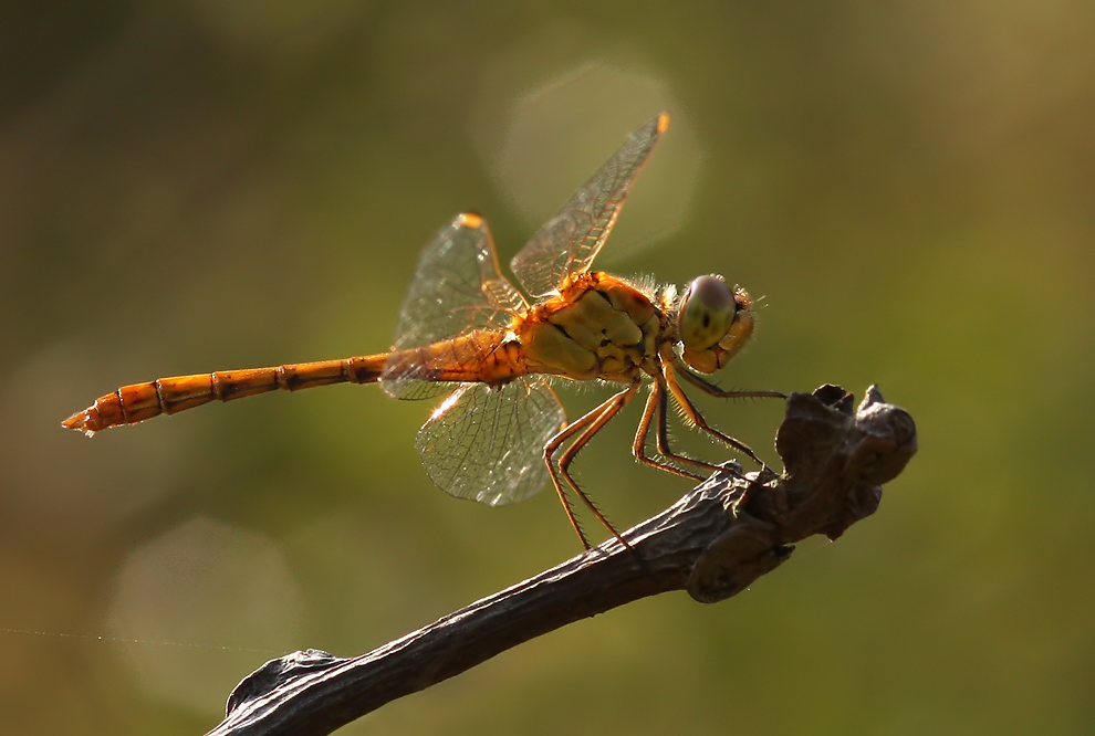 sympetrum_merid_m04mf_201.jpg