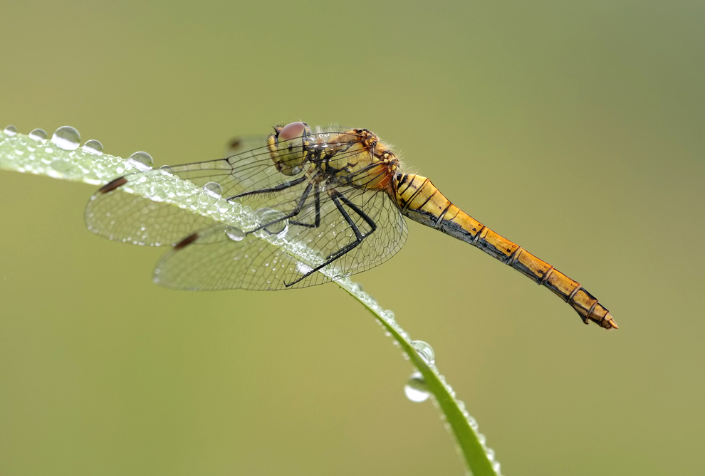 Sympetrum_sanguineum_w_IMG_1624c.jpg