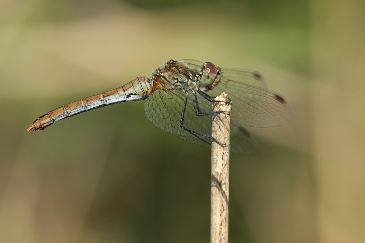 Sympetrum_sanguineum_w_IMG_1955a.jpg