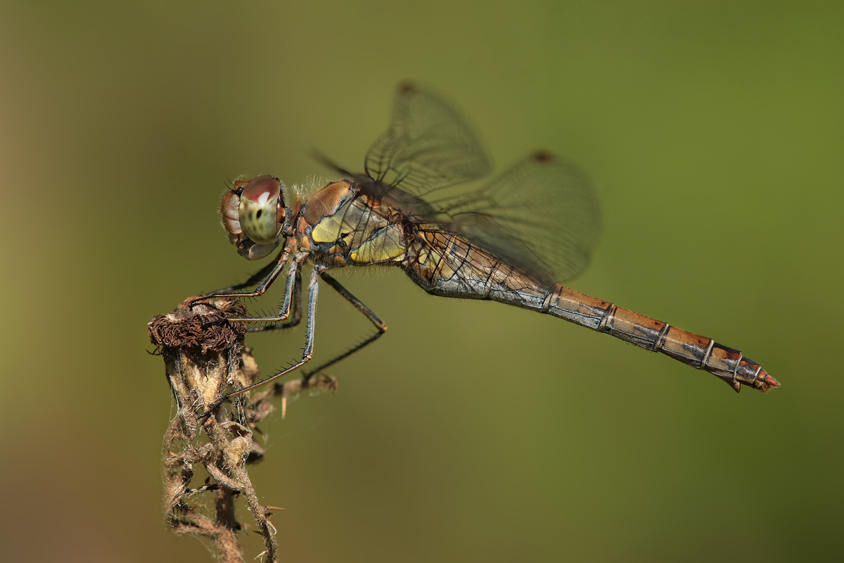 sympetrum_striolatum_w_img_6576a_239.jpg