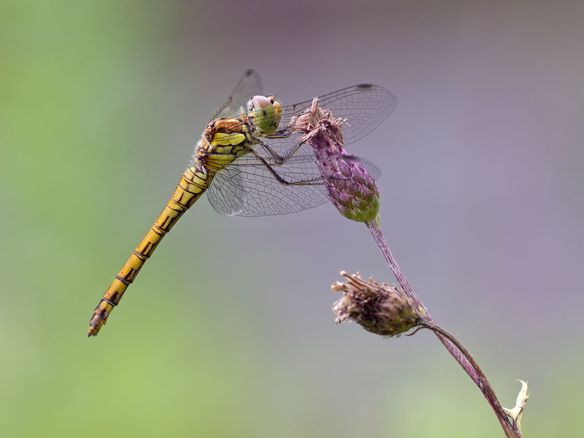 sympetrum_depressiusculum_og169557_131.jpg