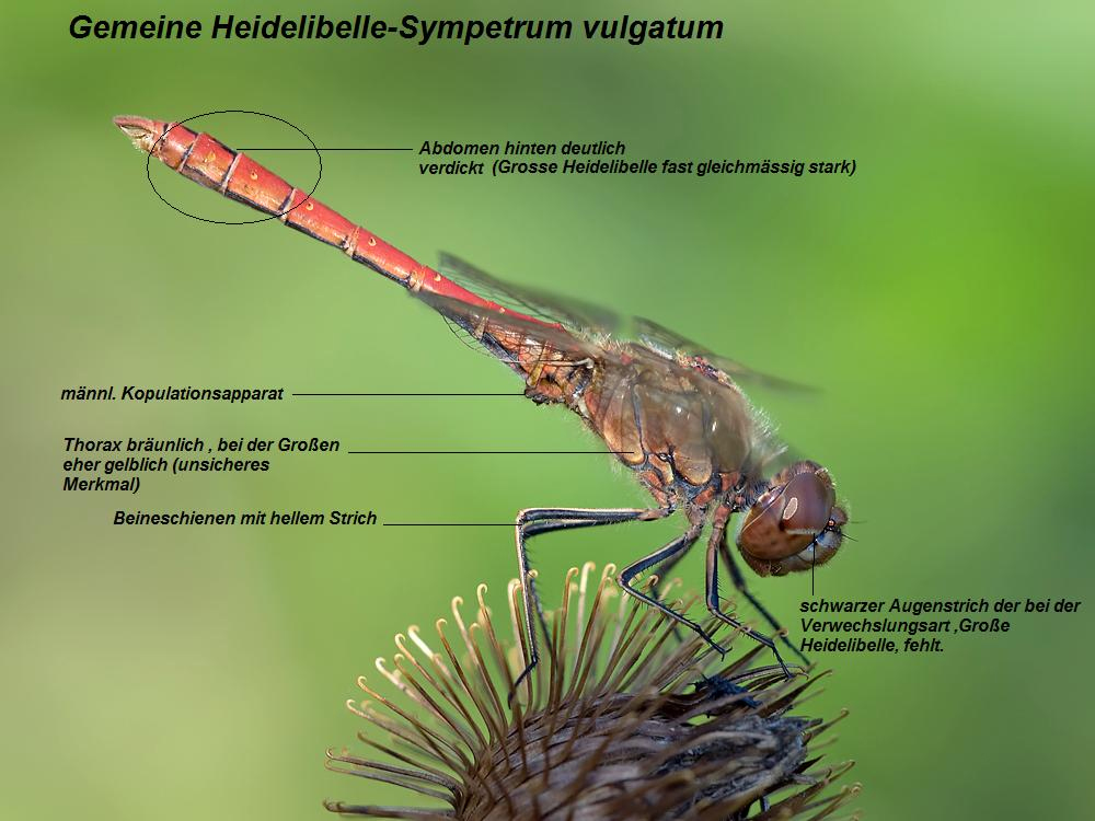 Sympetrum_vulgatum_Bestimmungsmerkmale.jpg