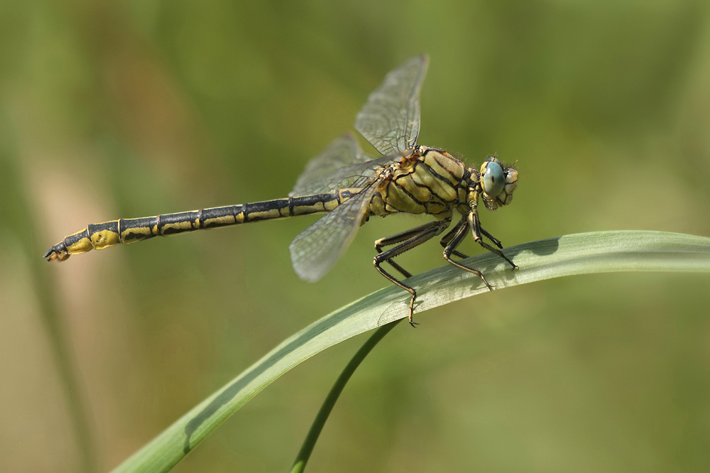 Gomphus_pulchellus_single_24062010_IMG_0745x.jpg