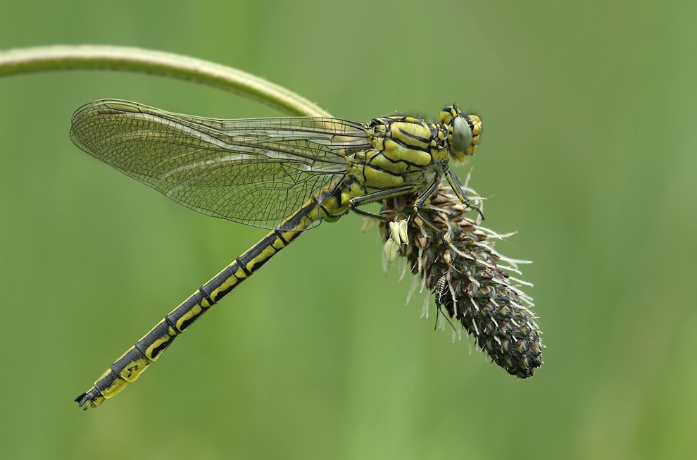 Gomphus_pulchellus_m_17052010_02A.jpg