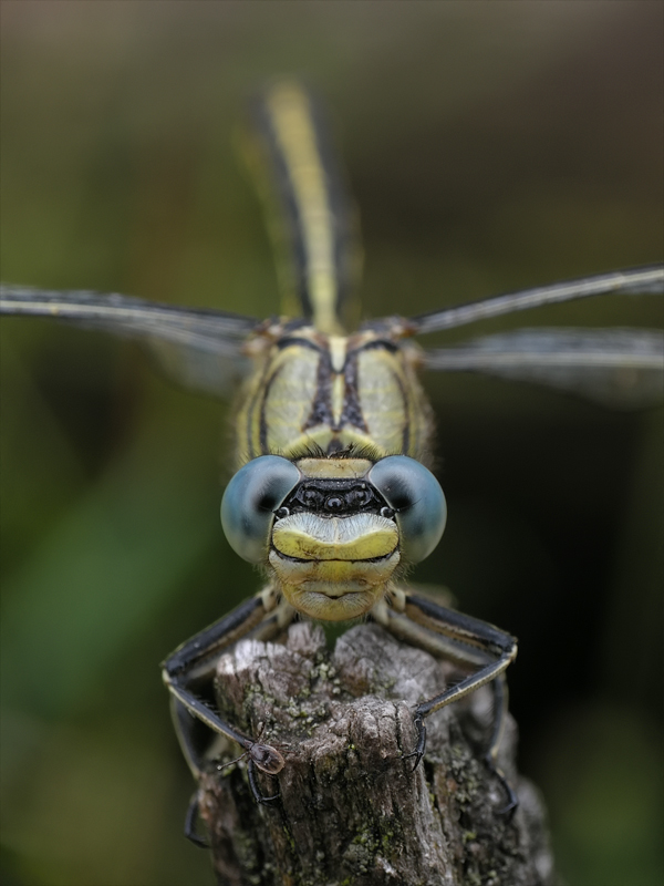 gomphus_pulchellus_296.jpg