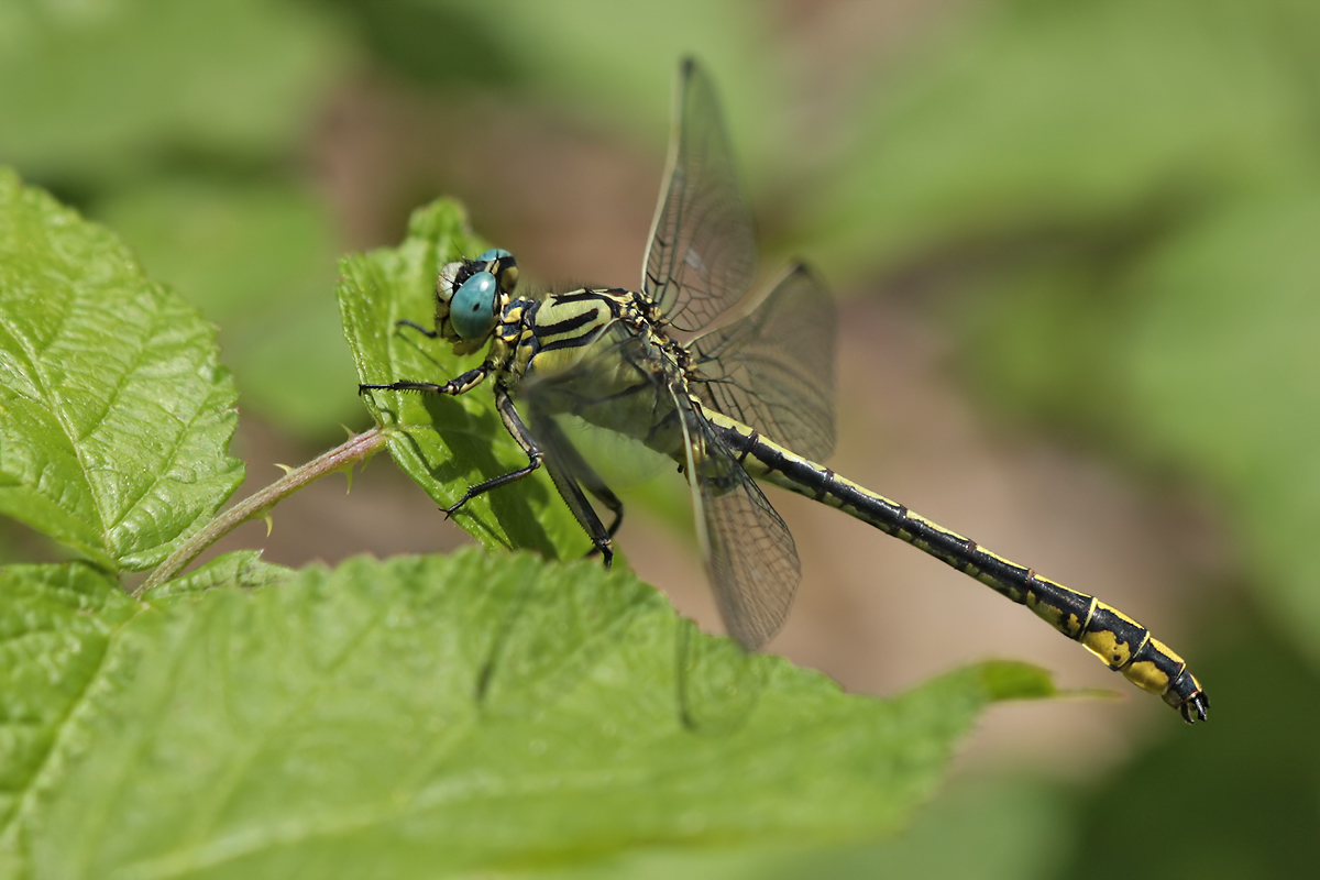 gomphus_simillimus_m_img_5138_446.jpg