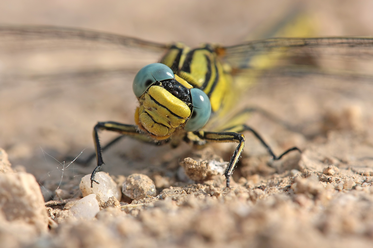 Gomphus_simillimus_w_frontal_IMG_4334.jpg