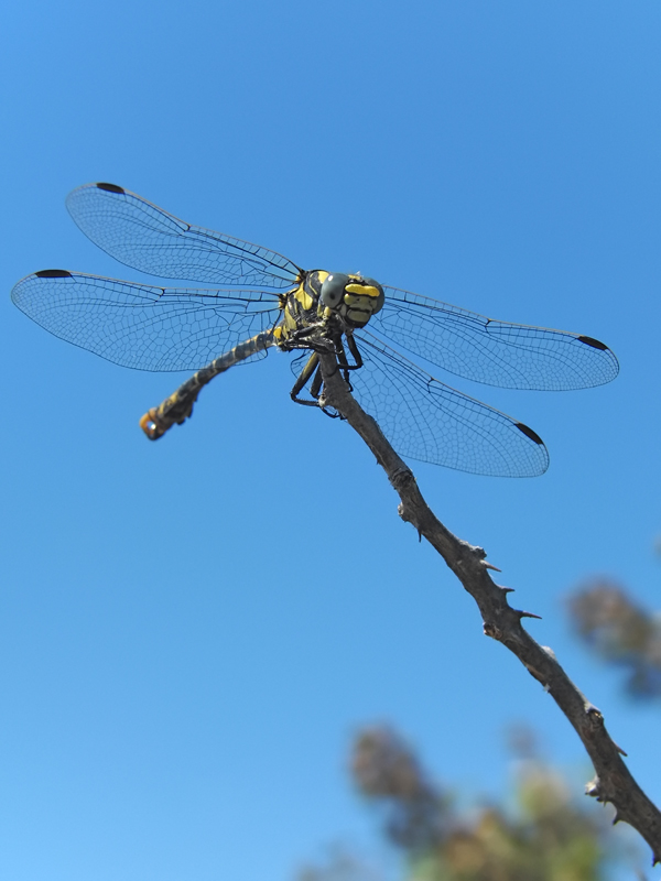 ts_onychogomphus_uncatus_07_710.jpg