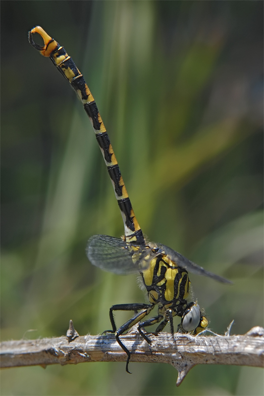 ts_onychogomphus_uncatus_02_188.jpg