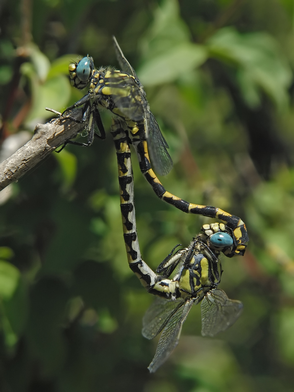 ts_onychogomphus_uncatus_09_193.jpg