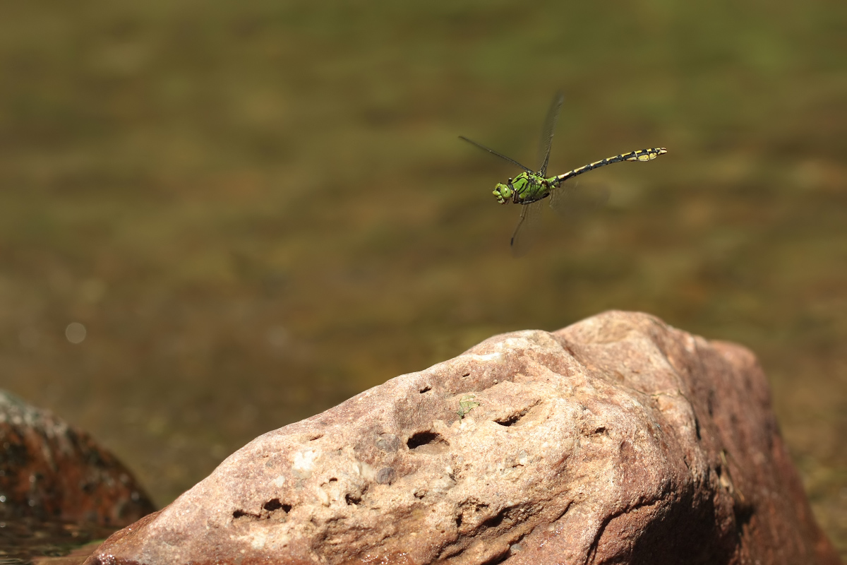 Ophiogomphus_cecilia_m_flug_IMG_9392a.jpg