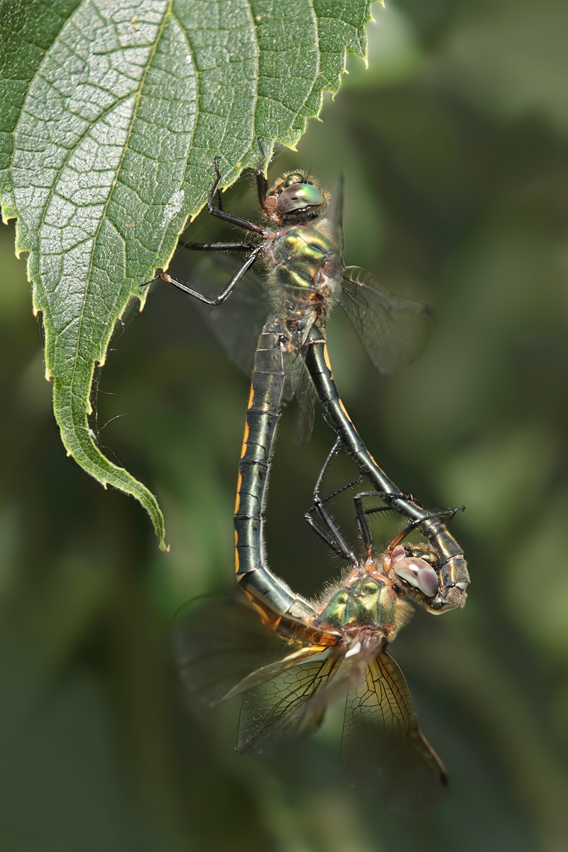 Oxygastra_curtisii_mating_IMG_4502a.jpg