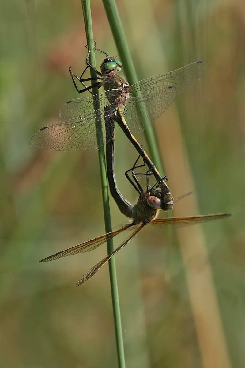Oxygastra_curtisii_mating_IMG_4489a.jpg