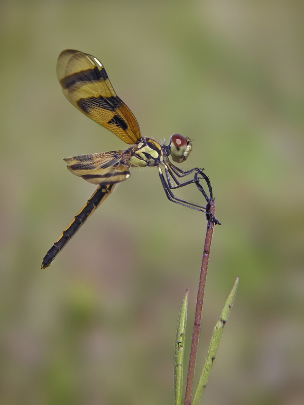 celithemis_eponina_341.jpg