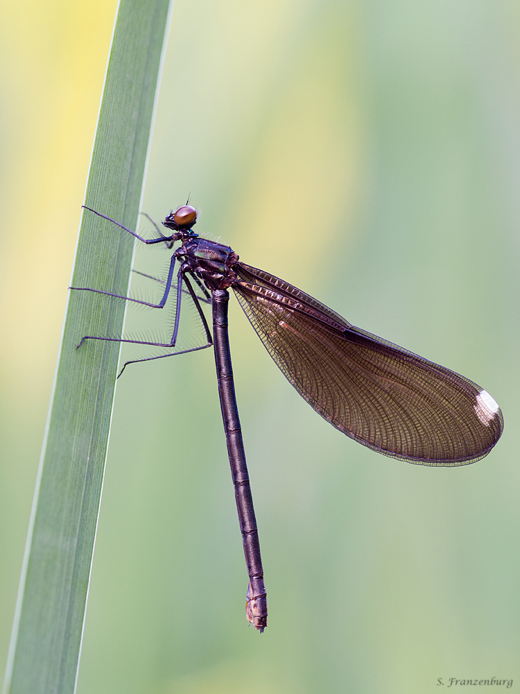 p5280481_calopteryx_maculata_klein_184.jpg