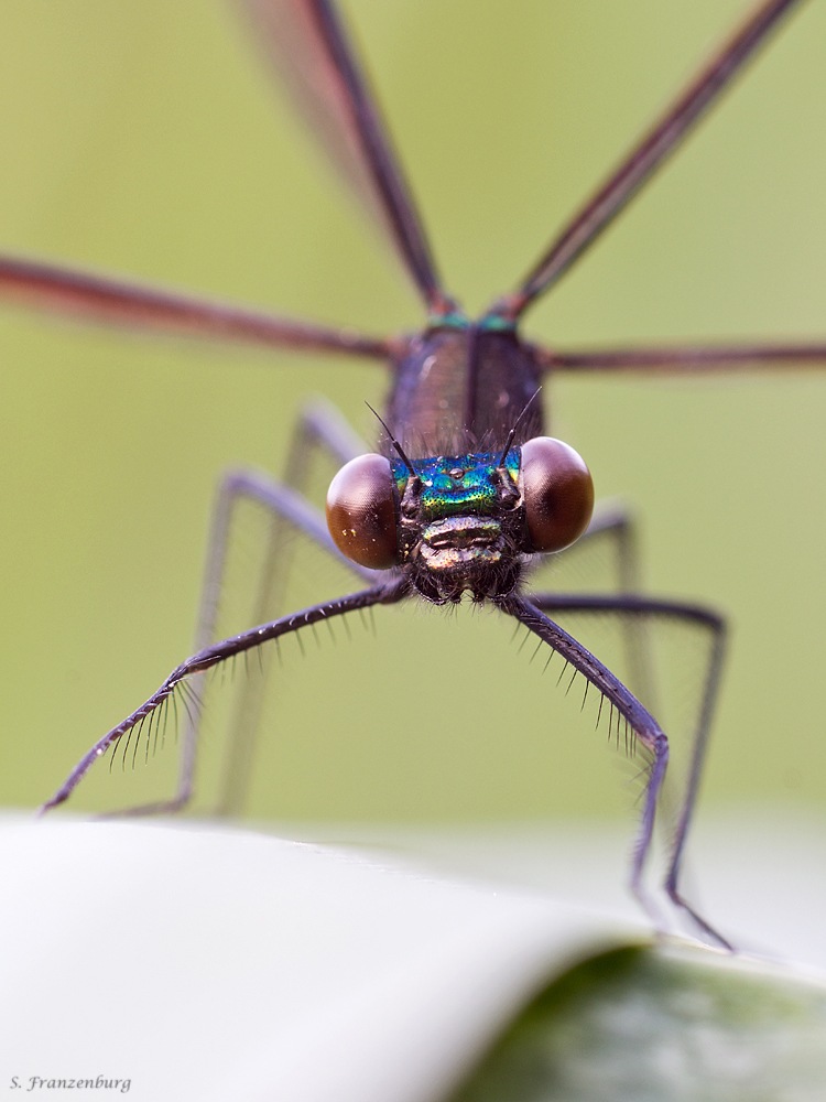 p5280511_calopteryx_maculata_klein_199.jpg