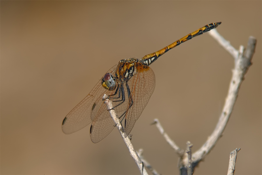 trithemis_arteriosa_3_819.jpg