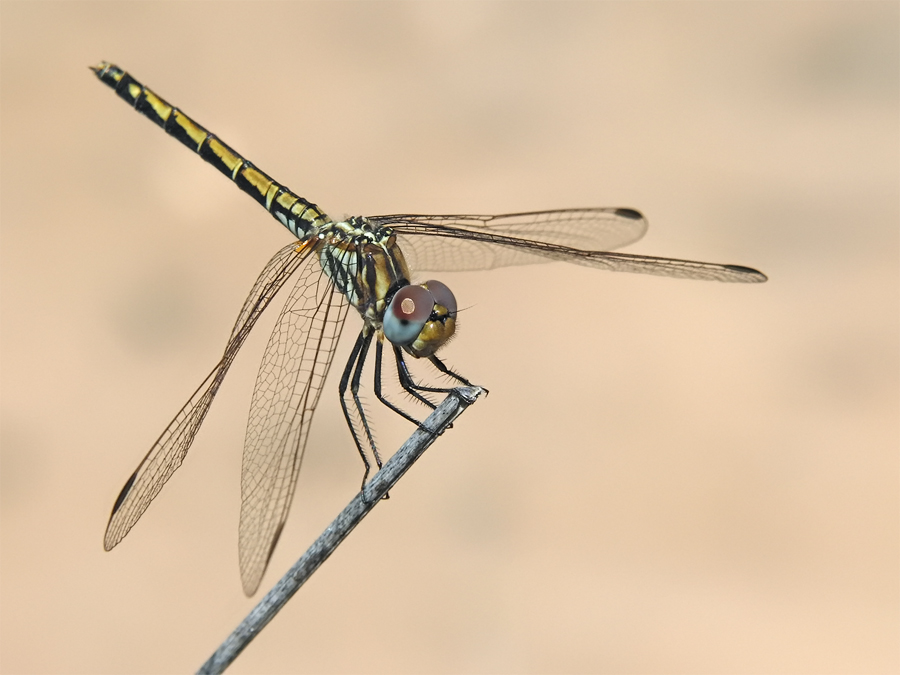 trithemis_arteriosa_193.jpg