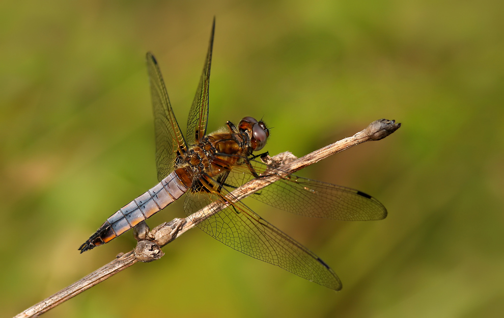 libellula_fulva_m_jungfc_115.jpg