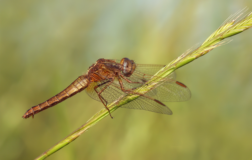 crocothemis_w_03a_105.jpg