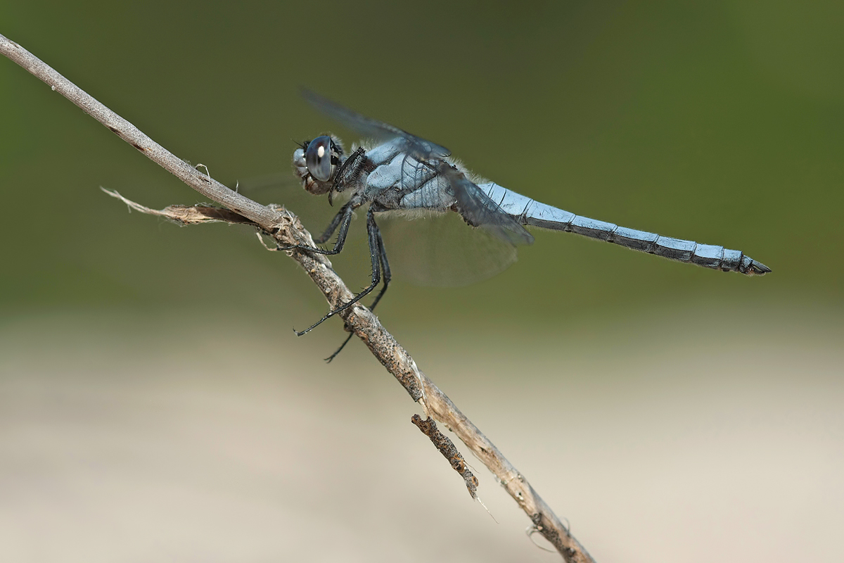 Orthetrum_brunneum_m_IMG_6144.jpg