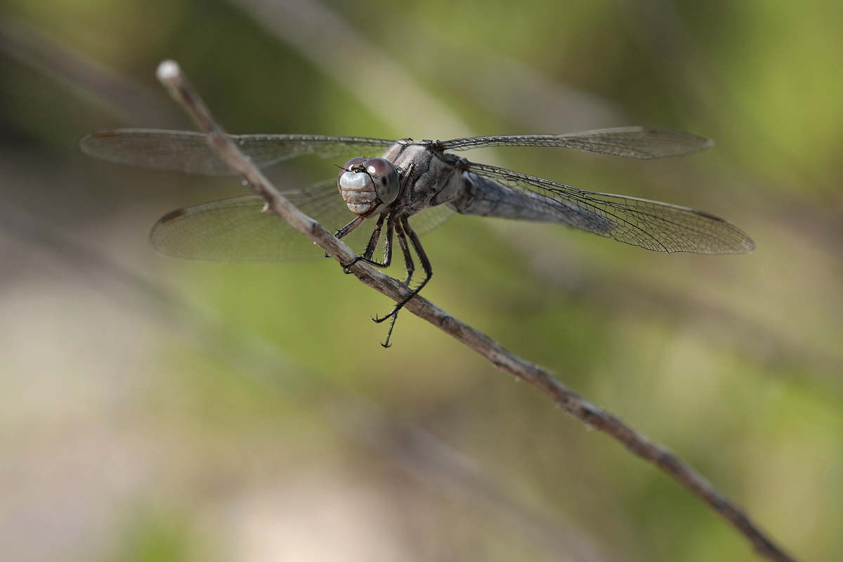 Orthetrum_brunneum_w_IMG_6502.jpg