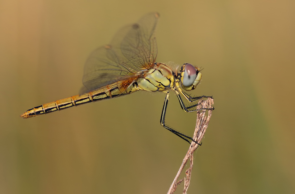 sympetrum_fonscolombii_w_img_5392b_180.jpg