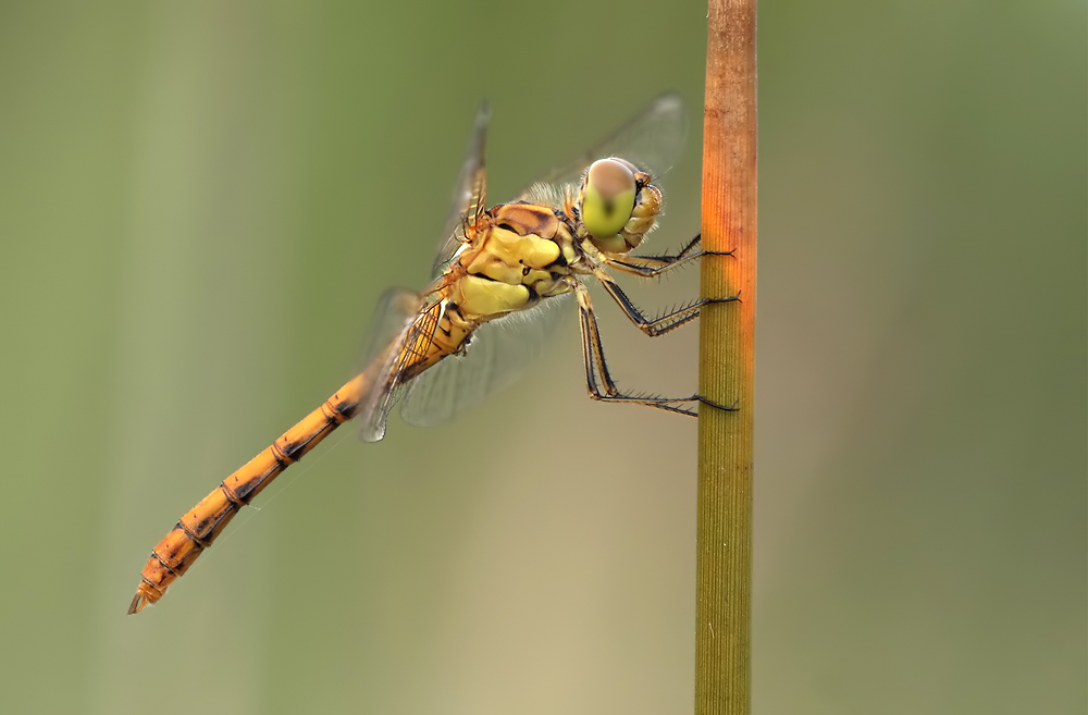 sympetrum_meridionale_m_img_6299a_146.jpg