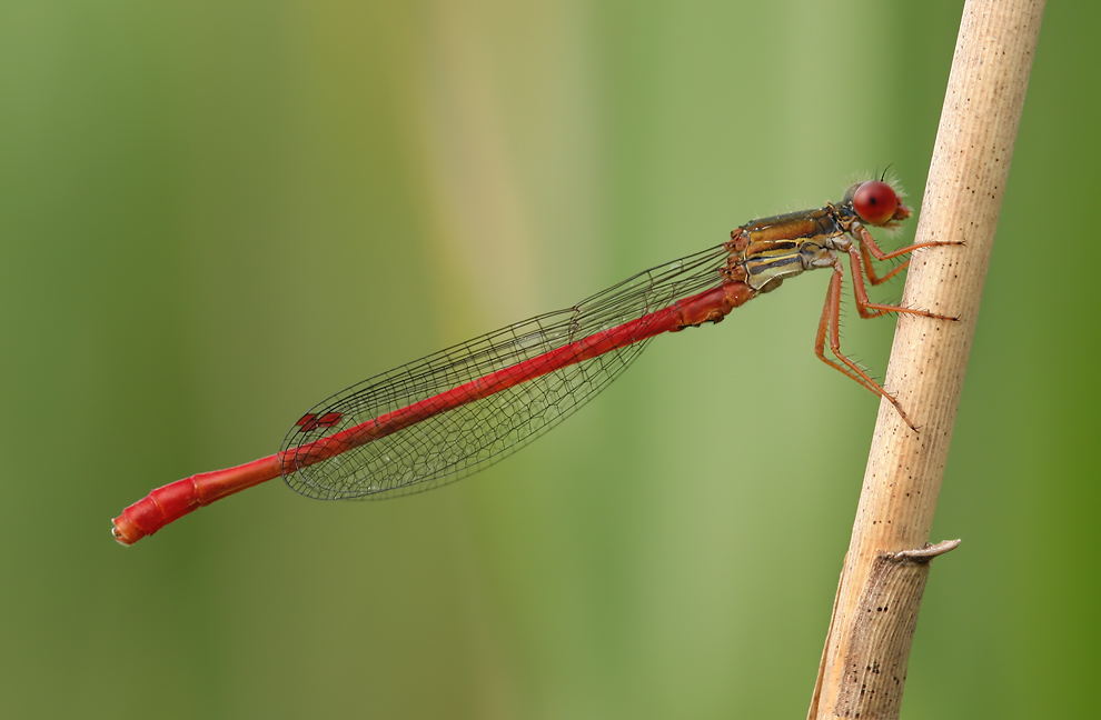 ceriagrion_tenellum_m_mf_143.jpg