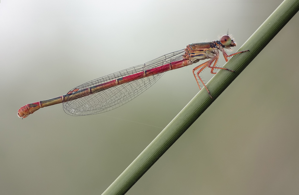 ceriagrion_tenellum_w_img_6354a_159.jpg