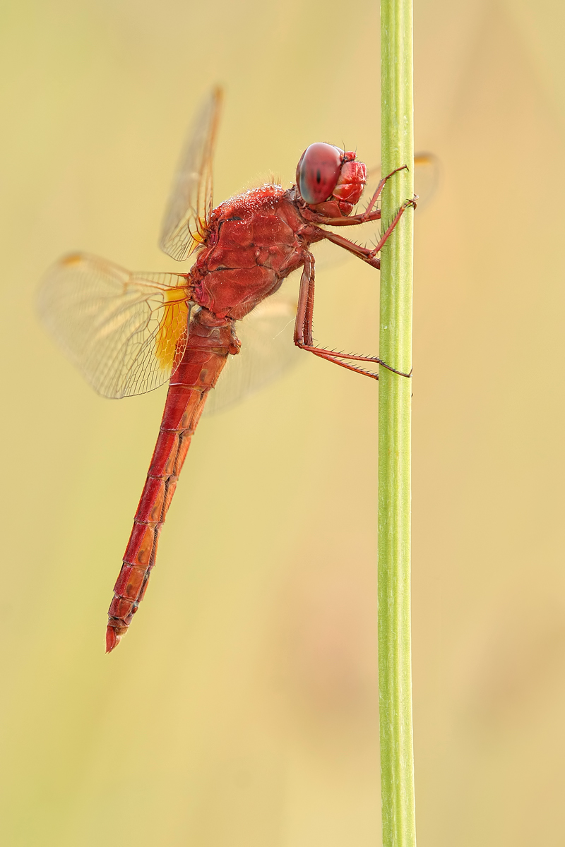 Crocothemis_erythraea_m_IMG_3509.jpg