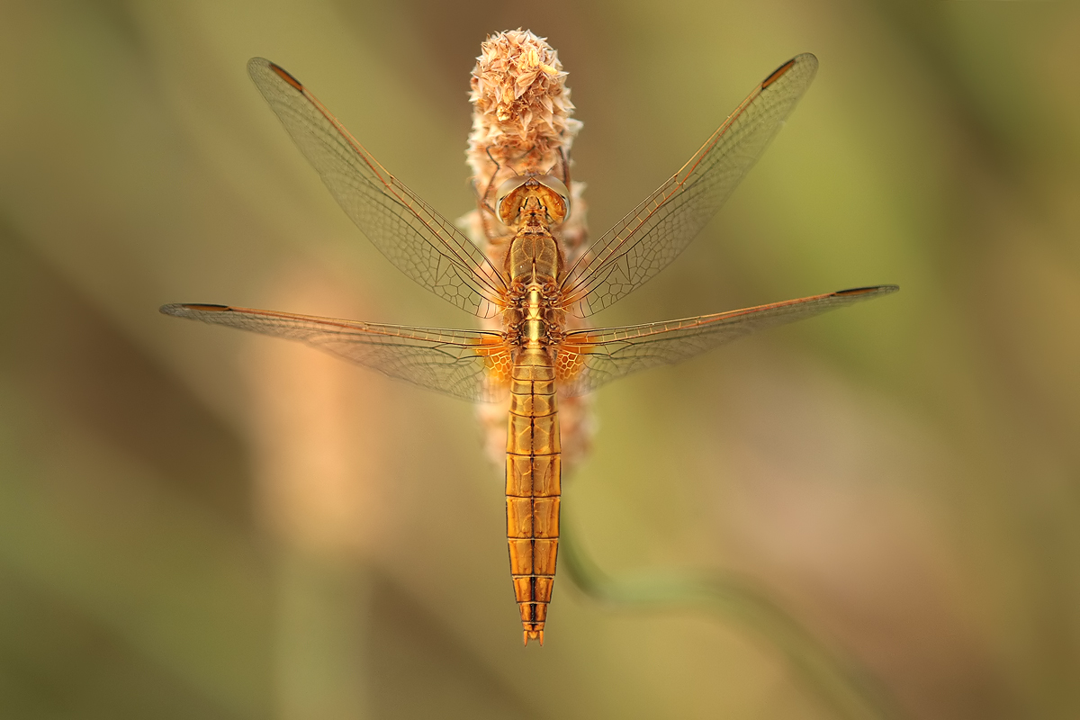 Crocothemis_erythraea_w_IMG_4107.jpg