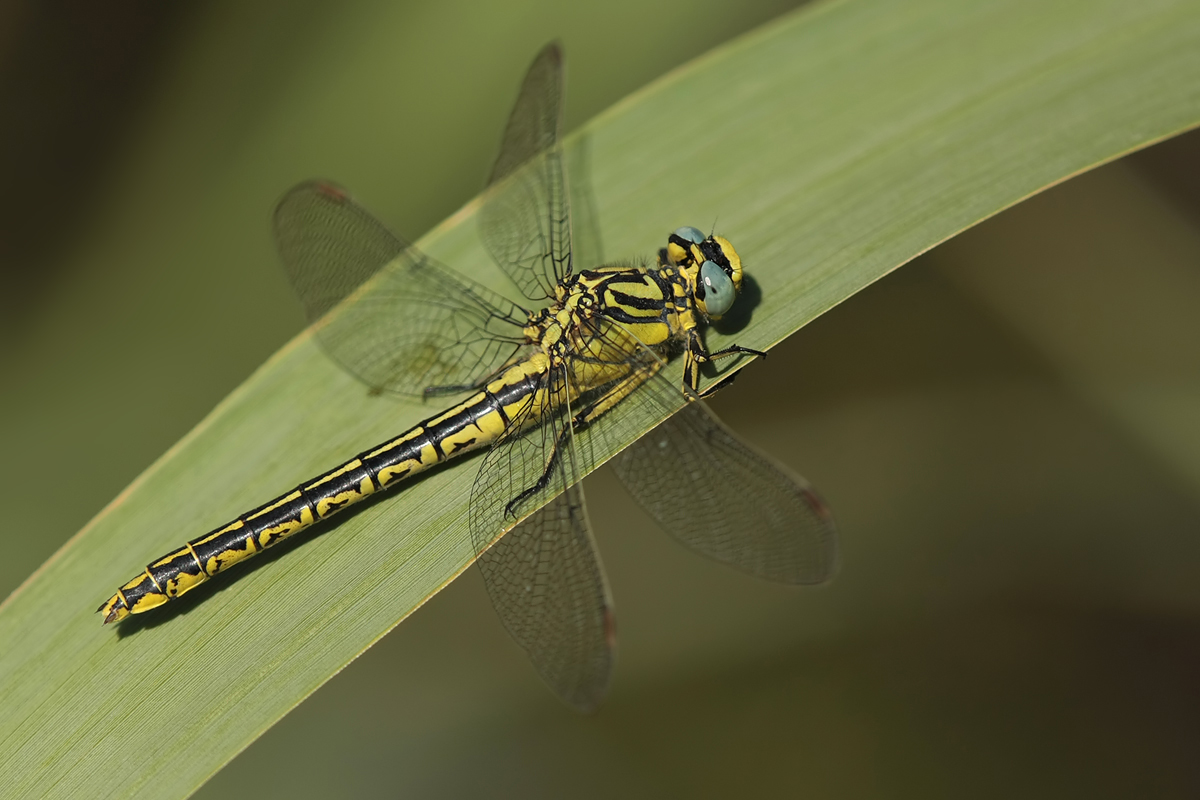 Gomphus_simillimus_w_IMG_2852a~0.jpg