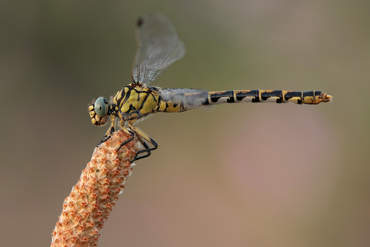 onychogomphus_forcipatus_unguiculatus_w_img_4057_178.jpg