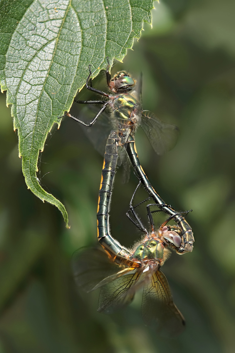 Oxygastra_curtisii_mating_IMG_4502c.jpg