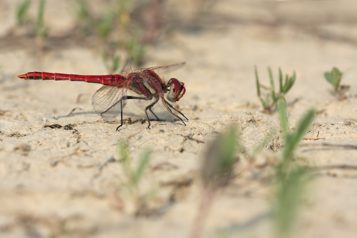 sympetrum_fonscolombii_m_img_9053a_114.jpg