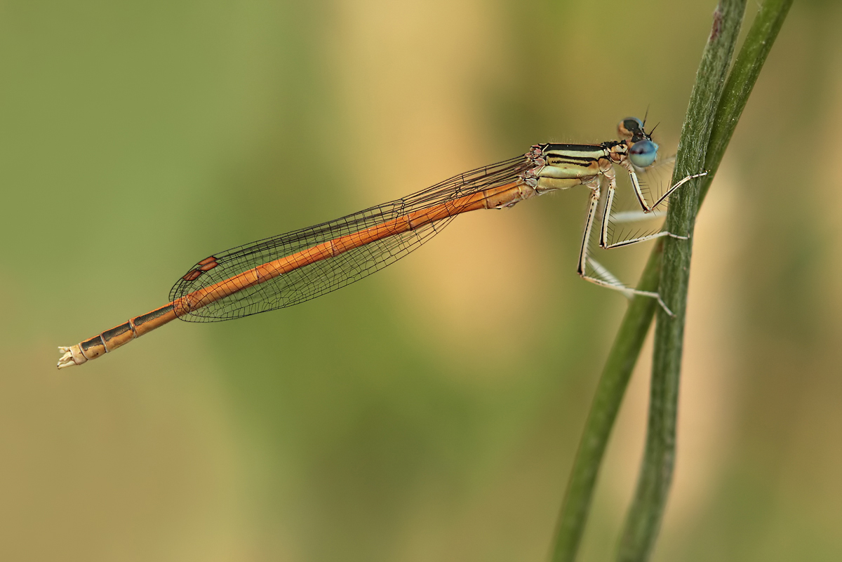 platycnemis_acutipennis_m_img_1426a_170.jpg