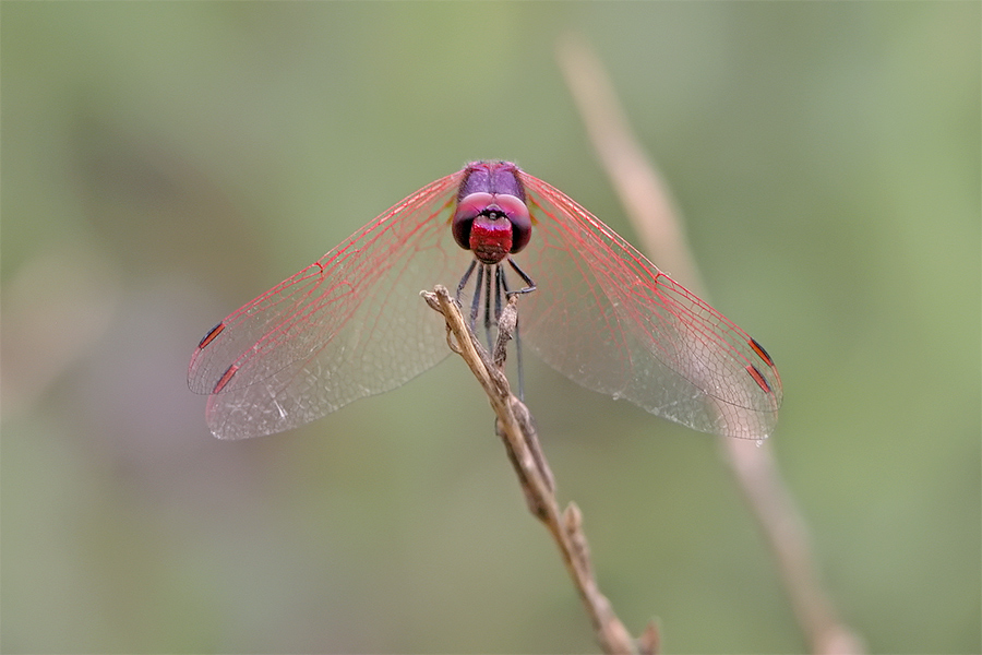 trithemis_annulata_3_360.jpg