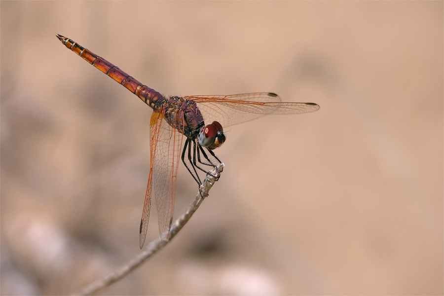 trithemis_annulata_818.jpg