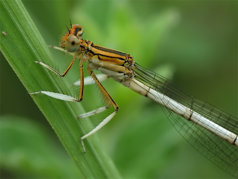 ts_platycnemis_nitidula_02_126.jpg