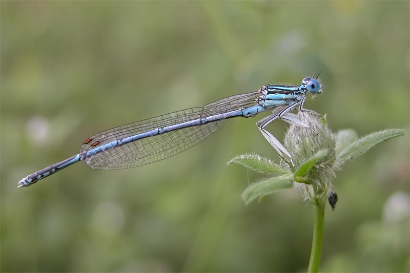 ts_platycnemis_nitidula_01_184.jpg