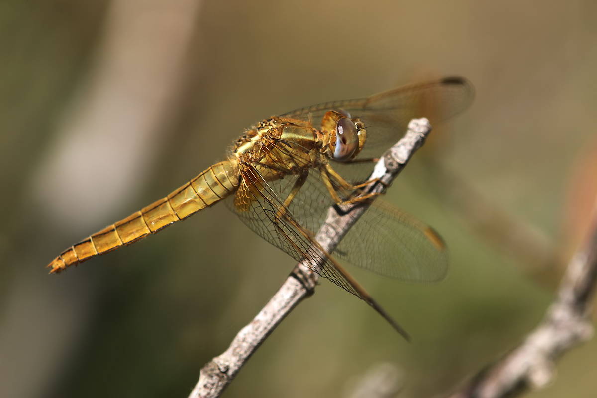 Crocothemis_erythraea_f_IMG_4041.jpg