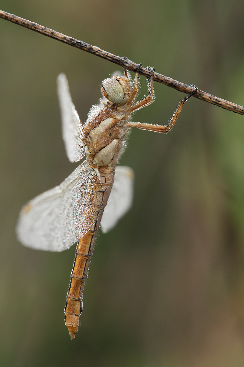 Orthetrum_brunneum_w_Tropfen_IMG_4188.jpg