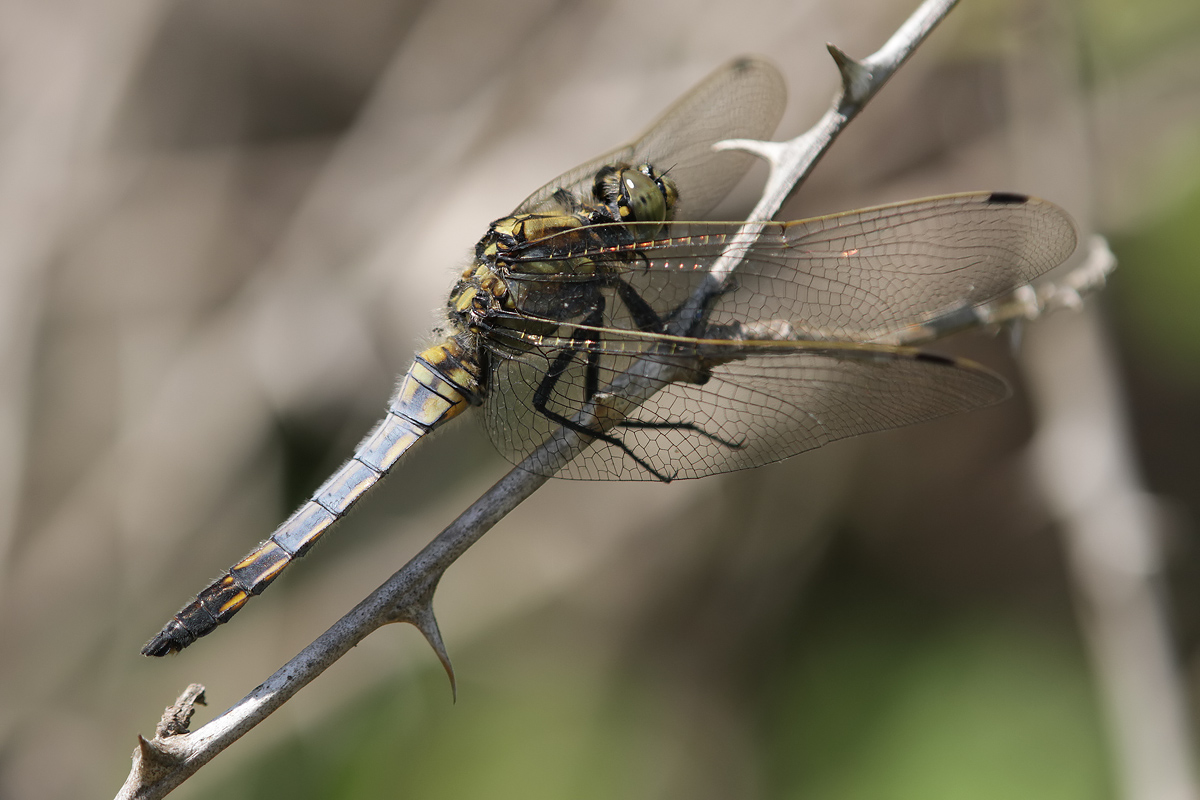 Orthetrum_cancellatum_m_juvenil_IMG_2874.jpg