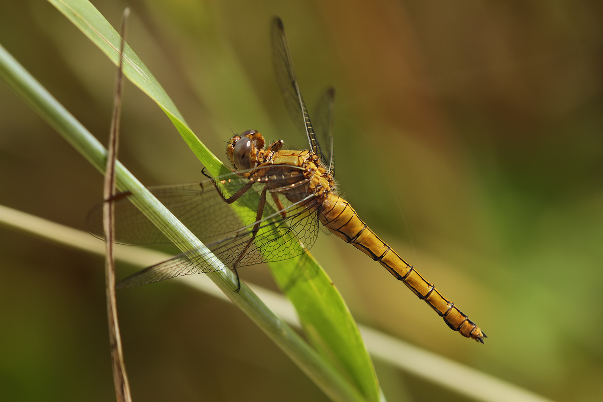 Orthetrum_coerulescens_w_IMG_5181.jpg