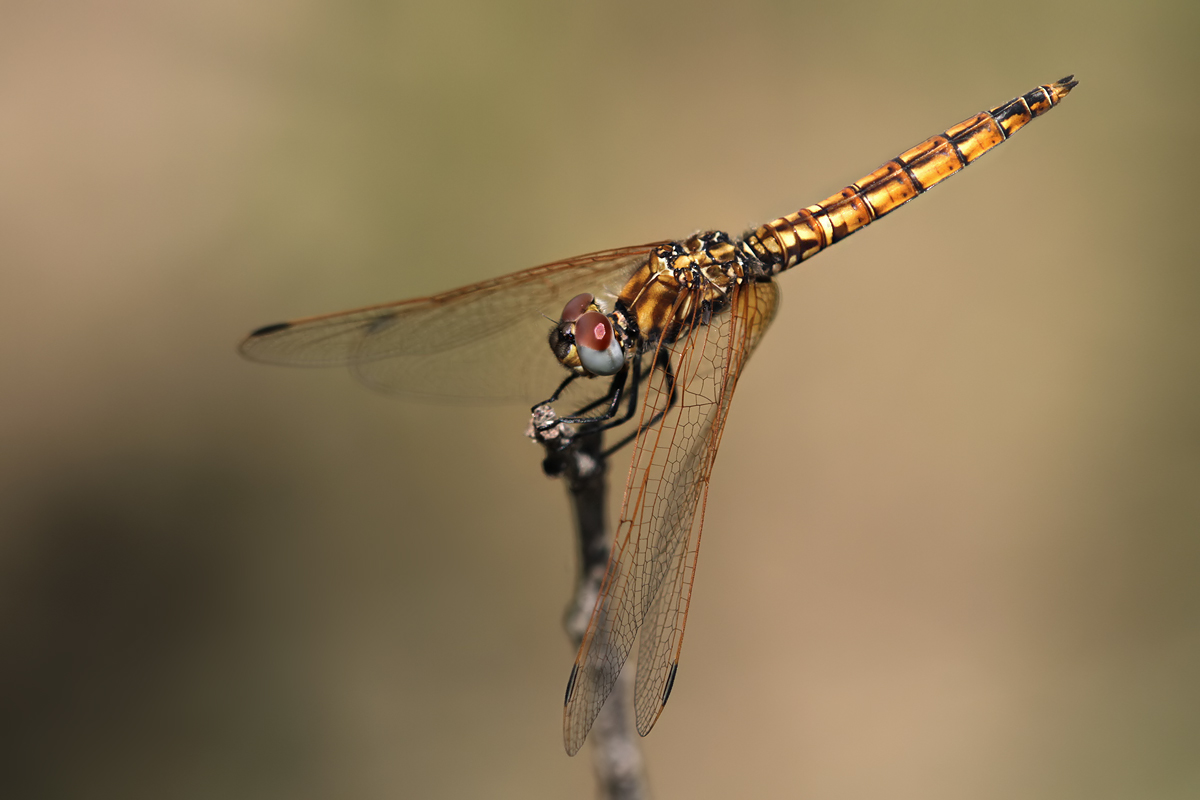 Trithemis_annulata_m_juvenil_IMG_4108.jpg